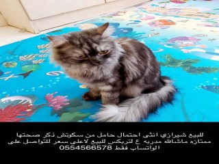 قطة للبيع