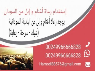 استقدام رعاة من السودان 00249966666828