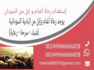استقدام رعاة من السودان