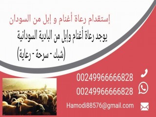 استقدام راعي من السودان 00249966666828