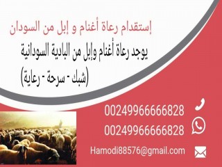 إستقدام راعي من السودان 00249966666828