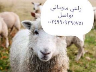 راعي غنم وسايق خاص 