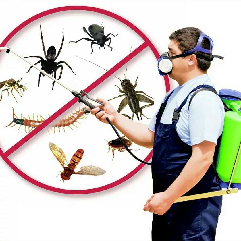 شركة مكافحة حشرات في الإمارات أبو ظبي ودبي 